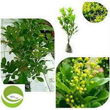 Maybe you would like to learn more about one of these? Bibit Tanaman Culan Pohon Bunga Kemuning Kuning Pacar Cina Shopee Indonesia