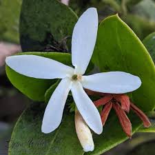 Image result for Apocynaceae subfamily Periplocoideae