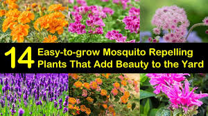 Consider growing basil, garlic, or lavender, as these. 14 Easy To Grow Mosquito Repelling Plants That Add Beauty To The Yard