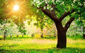 70 Tree Background Images On Wallpapersafari Created by the world's most talented design community. tree background images on wallpapersafari