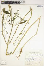 Image result for Crabbea nana