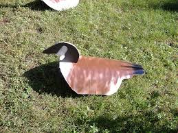 Thought I D Share Cheap Goose Decoys Goose Hunting Snow Goose Decoys Waterfowl Hunting Real geese canada goose decoys. pinterest