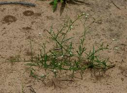 Image result for Limeum