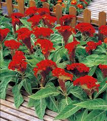 Image result for Celosia anthelminthica