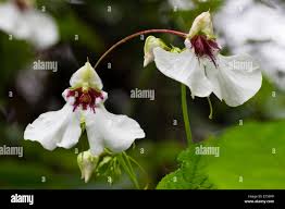 Image result for Impatiens tinctoria