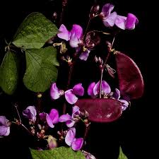 Image result for Dolichos