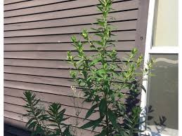 Those red flowering florae end up weeds. What Is This Tall Spiky Weed And A Bonus Flowering Plant