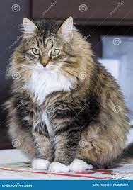 Tender Brown Tabby Cat of Siberian Breed Female Sitting in the House Stock  Photo - Image of lovable, green: 97705316