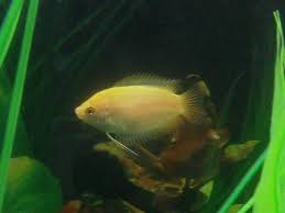 He can be a bit of a bully but never seems to hurt any. Male And Female Honey Gourami My Aquarium Club
