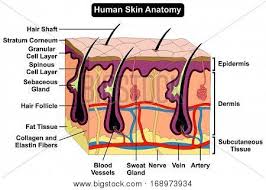 Human Body Skin Vector Photo Free Trial Bigstock