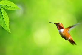 Blur Background Download Free Stunning Full Hd Wallpapers For Desktop Mobile Laptop In Any R Beautiful Bird Wallpaper Bird Wallpaper Hummingbird Wallpaper