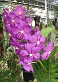 Wir kochen mit viel liebe für gäste und freunde in einer atmosphäre, die schöne erinnerungen schafft. Orchideen Im Sommer Pflegen Pflanzenfreunde Com