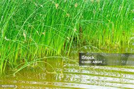 Image result for Eleocharis dulcis