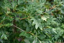 Image result for white oak leaf
