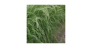 Image result for Eragrostis friesii