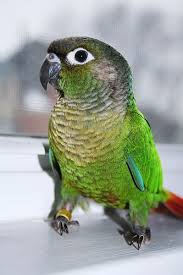 We have available birds � for new home near me we don't sale them all are for adoption only. Pet Shop In Kolkata Conure Parrots Green Cheek Pet Birds