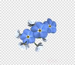 Close up of beautiful forget me not blossoms. Flower Flowering Plant Alpine Forget Me Not Blue Violet Clipart Flower Flowering Plant Alpine Forgetmenot Transparent Clip Art