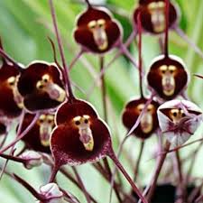 QAUZUY GARDEN Rare Monkey Face Orchid ...