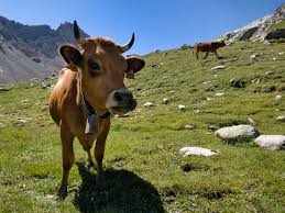 Vache Tarine Cow Animals