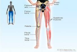The ccl is a knee (or stifle) ligament. Leg Picture Image On Medicinenet Com