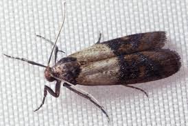 Check spelling or type a new query. How To Deal With The Dreaded Pantry Moth Root Simple