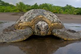 Sea Turtle Species See Turtles