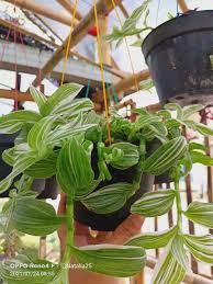 Tidak mudah layu, ini deretan tanaman gantung yang tahan tanaman hias dengan bunga cantik lainnya yang cukup populer, yakni begonia. Bunga Hias Hidup Gantung 18 Jenis Tanaman Hias Gantung Dengan Bunga Tercantik Kamu Juga Akan Merasakan Manfaat Dari Merawat Tanaman Atau Bunga Hias Gantung