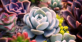 Contact the cactus and succulent society of australia inc (cssa) for more details. Everything You Need To Know About Growing Succulents Colorado Home And Garden