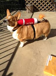 I was at a halloween party the night before this event and turned in earlier than i wanted to so i could wake up. Rocket Corg Cute Corgi Cute Dog Costumes Corgi Dog