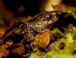 Image result for Pristimantis nankints