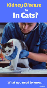 Kidney Disease Symptoms In Cats What You Need Toknow In 2020 Cat Diseases Kidney Disease Symptoms Cat Kidney