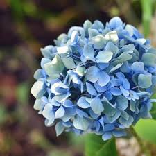 Macrophylla hydrangeas are the blue and pink mopheads and lacecaps. How To Split Hydrangea Plants Miss Chen Garden Manage Gfinger Is The Best Garden Manage App