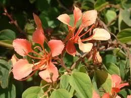 Image result for Bauhinia galpinii