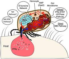 Frontiers Ixodes Immune Responses Against Lyme Disease Pathogens Cellular And Infection Microbiology