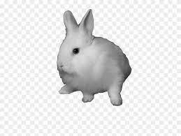 Rabbit rabbits and hares white hare snowshoe hare, arctic hare, ear, whiskers, animal figure transparent background png clipart. Domestic Rabbit Snowshoe Hare Clip Art White Rabbit Transparent Free Transparent Png Clipart Images Download