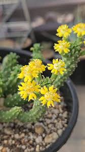 Image result for Euphorbia unicornis
