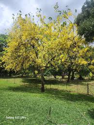 Image result for Clutia pulchella