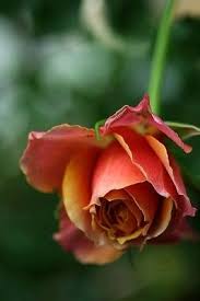 Rose Napoli Forever Krasivye Cvety Krasivye Rozy Rozy