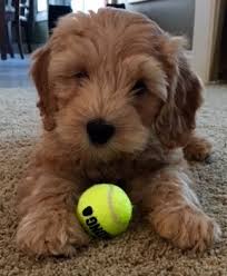 By submitting, you agree to allow doodle doods to collect the submitted data for research purposes. Evie And Harrison Miniature Australian Labradoodles Born July 1 Whitehouse Australian Labradoodles