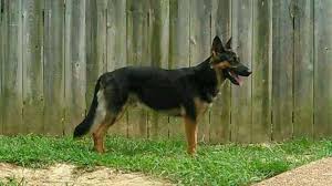 This Is My Gsd Rex A West German Working Line Type Gsd He Will Be Bred With One If Our Females In Black German Shepherd German Shepherd German Shepherd Dogs
