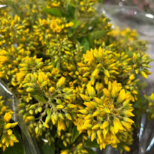 Image result for Lysimachia