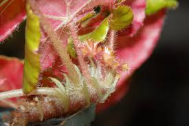 Image result for Begonia pulcherrima