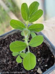 On M Avait Dit Que L Astragale De Chine Est Difficile A Cultiver C Est Faux Jardinage Potager Cultiver Plante Medicinale