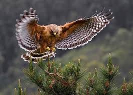 Red Shouldered Hawk Buteo Lineatus By Cary Maures Die Schonsten Vogel Lustige Vogel Lustige Vogel Bilder