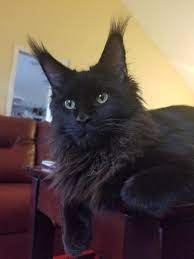 Pin On Maine Coon Kitties