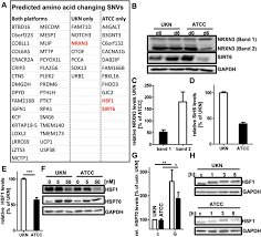 Visit our website for more information about our services or to speak to an expert. Major Changes Of Cell Function And Toxicant Sensitivity In Cultured Cells Undergoing Mild Quasi Natural Genetic Drift Springerlink
