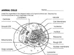 Check spelling or type a new query. Common Features Of Animal And Plant Cells Cell Membrane Mitochondrion Nucleus Cell Membrane Cytoplasm Ribosome Endoplasmic Reticulum Nucleolus Chromosome Ppt Download