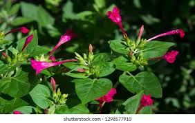 Image result for Nyctaginaceae