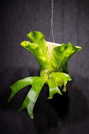 Image result for Platycerium