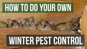 After using 2 other pest control companies with no lasting results for our mouse issues, i called rainbow pest. How To Do Your Own Winter Pest Control Winter Pest Control Tips Youtube